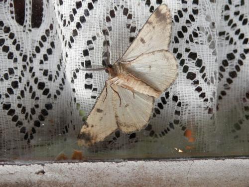 Réf. 296 675 : Hypomecis roboraria